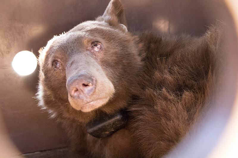 A view into one of the bear dens created by the California Department of Fish and Wildlife in the Los Padres National Forest. This younger bear wears her satellite collar so she can be monitored. Image: California Department of Fish and Wildlife